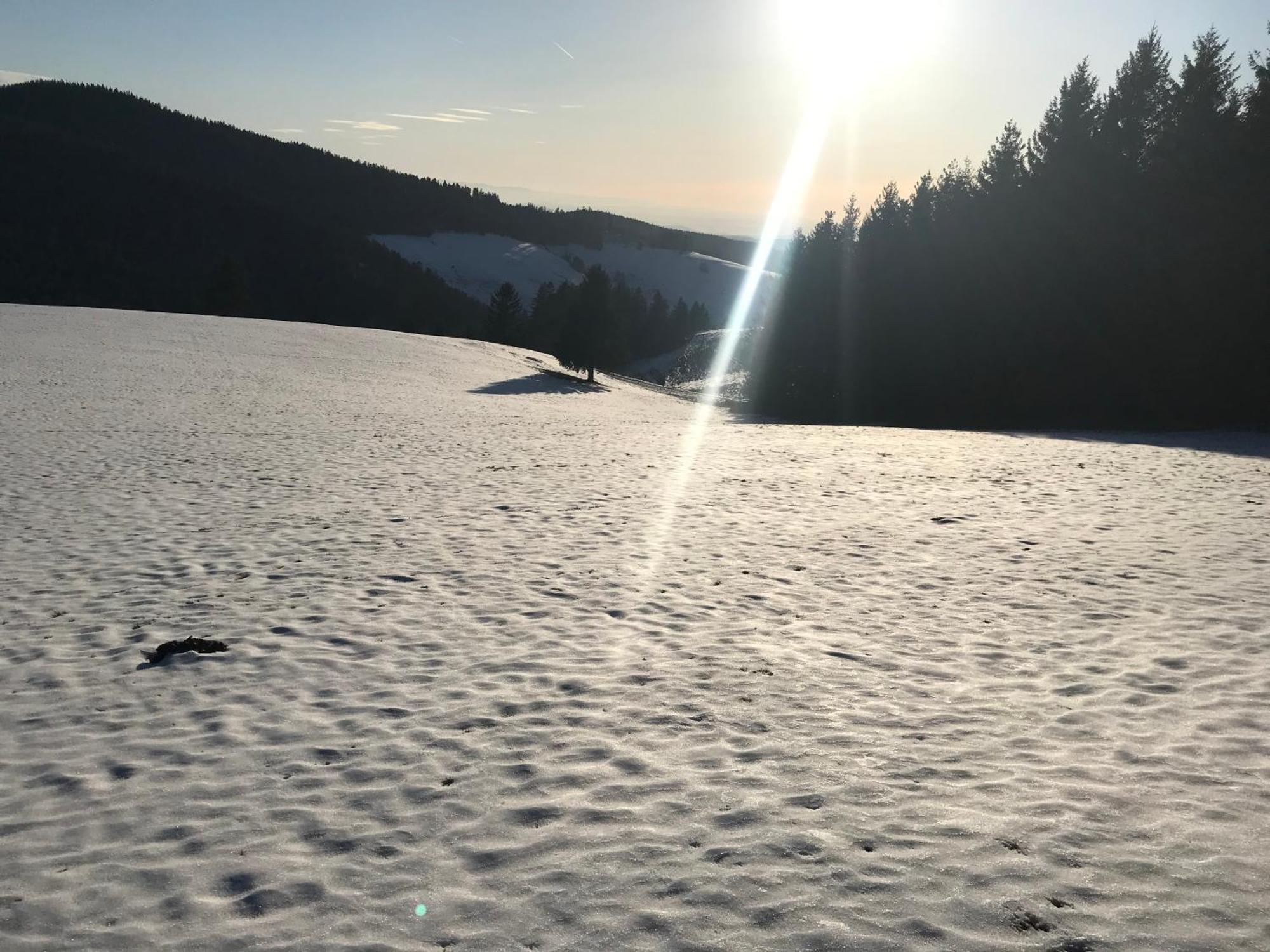 Waldhotel Auerhahn "Hochkopfhaus" Todtnau Dış mekan fotoğraf